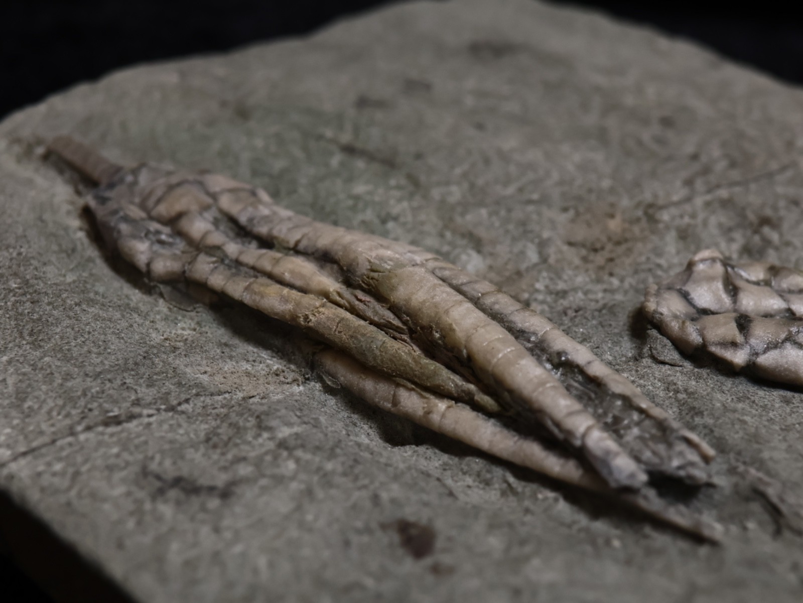 Two Scytalocrinus decadactylus Fossil Crinoids, Crawfordsville, Indiana