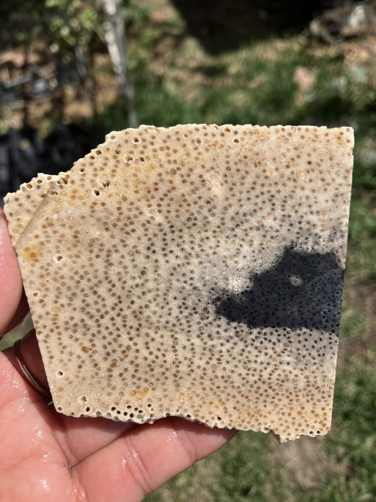 Palm wood slab