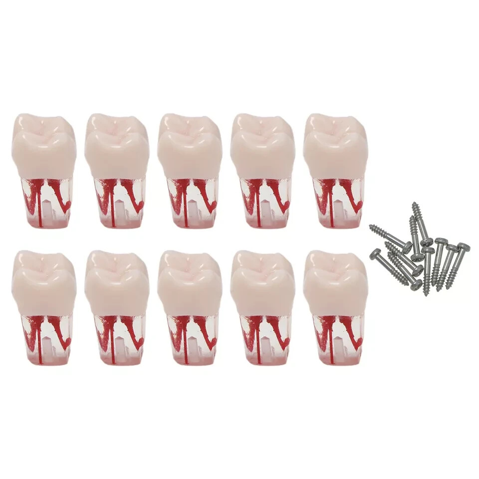 10Pcs Dental Root Canal Practice Teeth Model for Pulp Study RCT Endo File 16#
