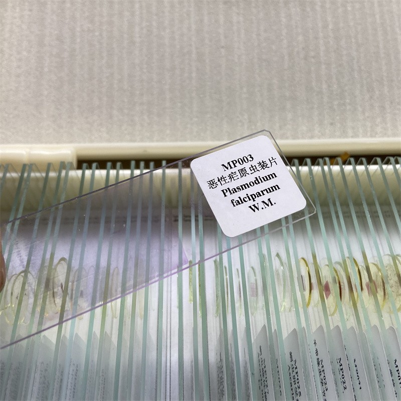 50PCS Prepared Microscope Parasitology Slides for Educational Teaching