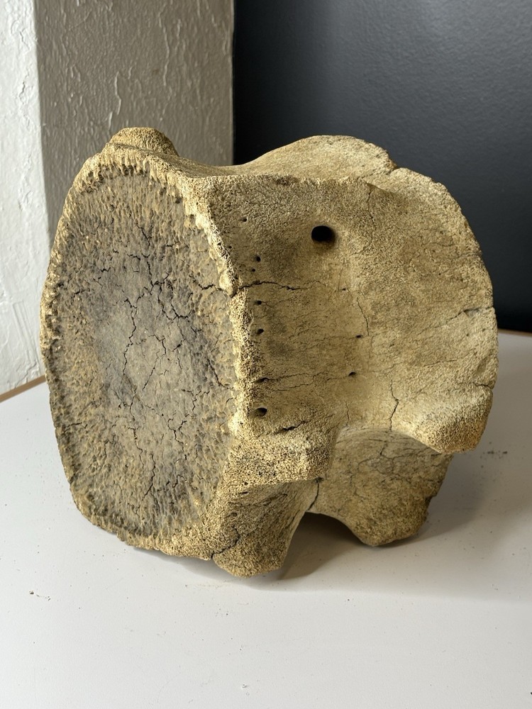 Whale Vertebrae Fossilized LARGE