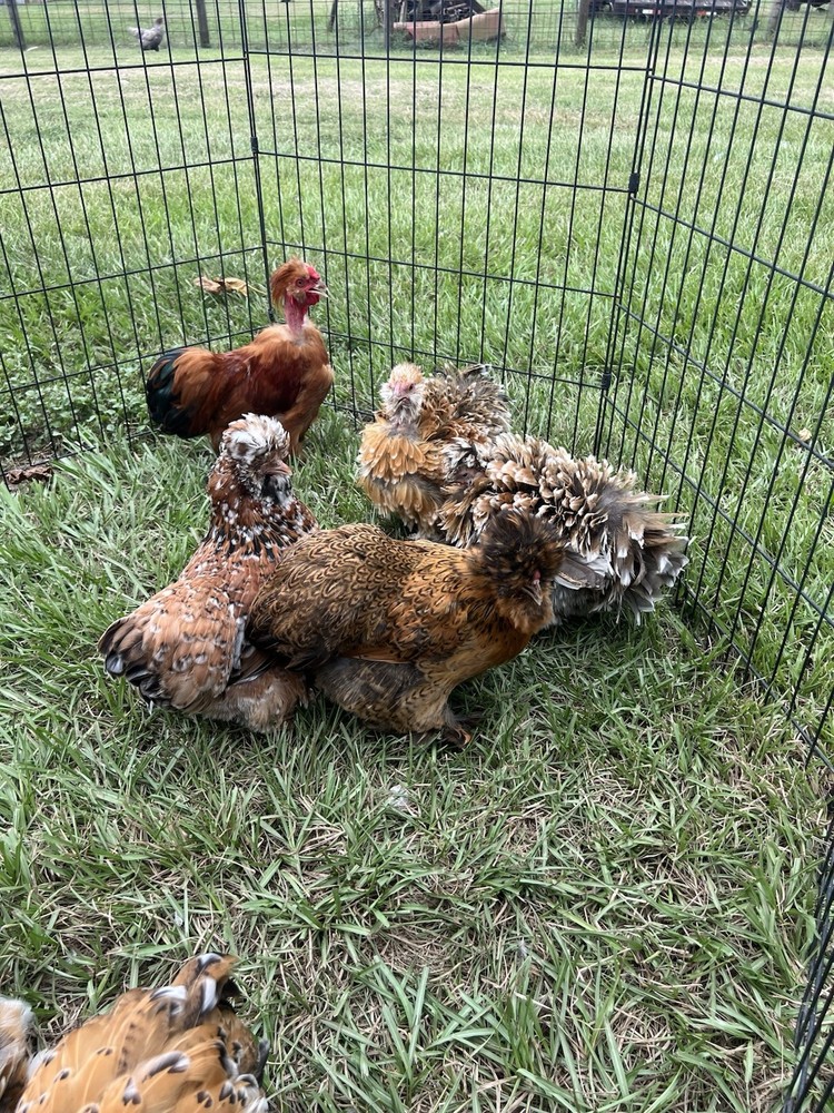 6+ Millie Fleur Silkie Hatching Eggs NPIP