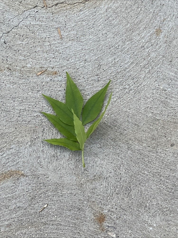 Leaf