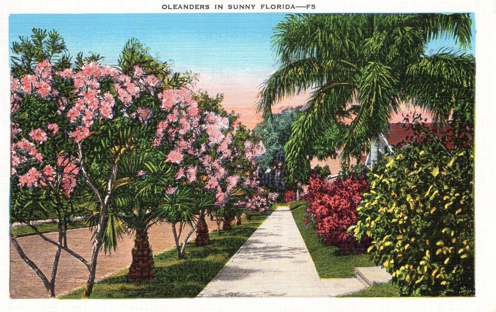 OLEANDERS IN SUNNY FLORIDA - PC2556