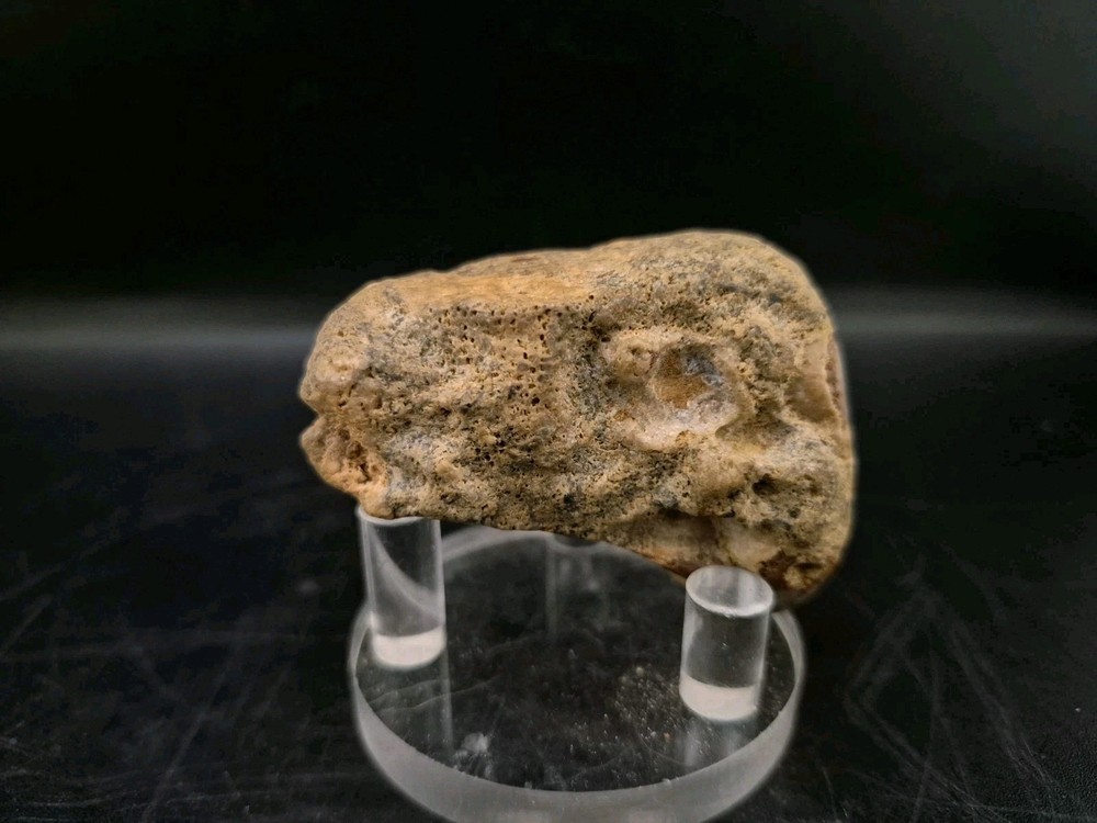 Sauropod Skull Fossil 🦕