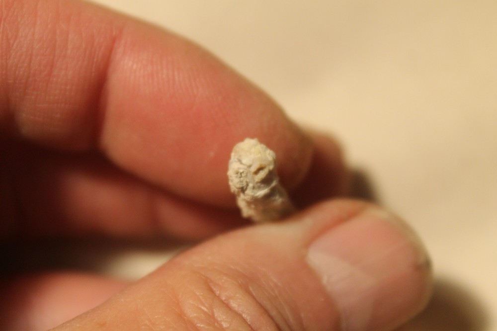Petrified Limb Cast Specimen, Nevada