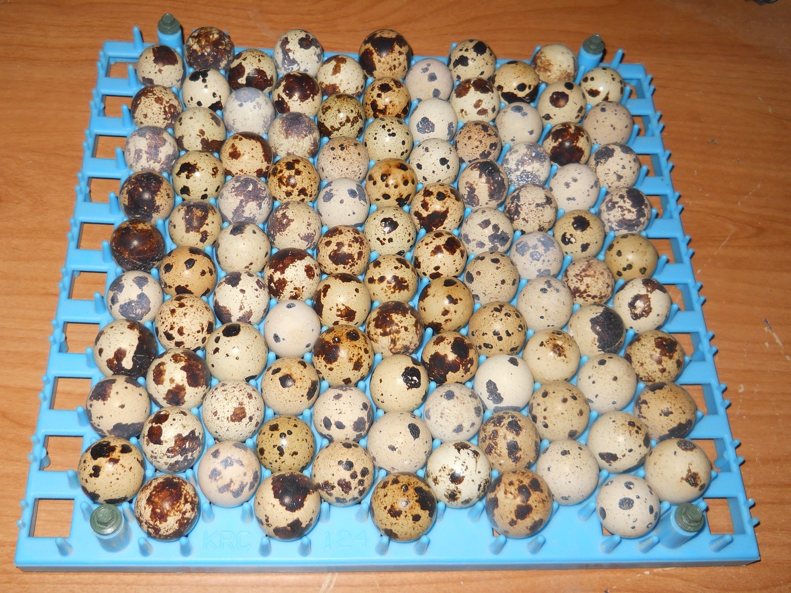 100+  KINGsBROWN XL. JUMBO brown coturnix quail hatching eggs,