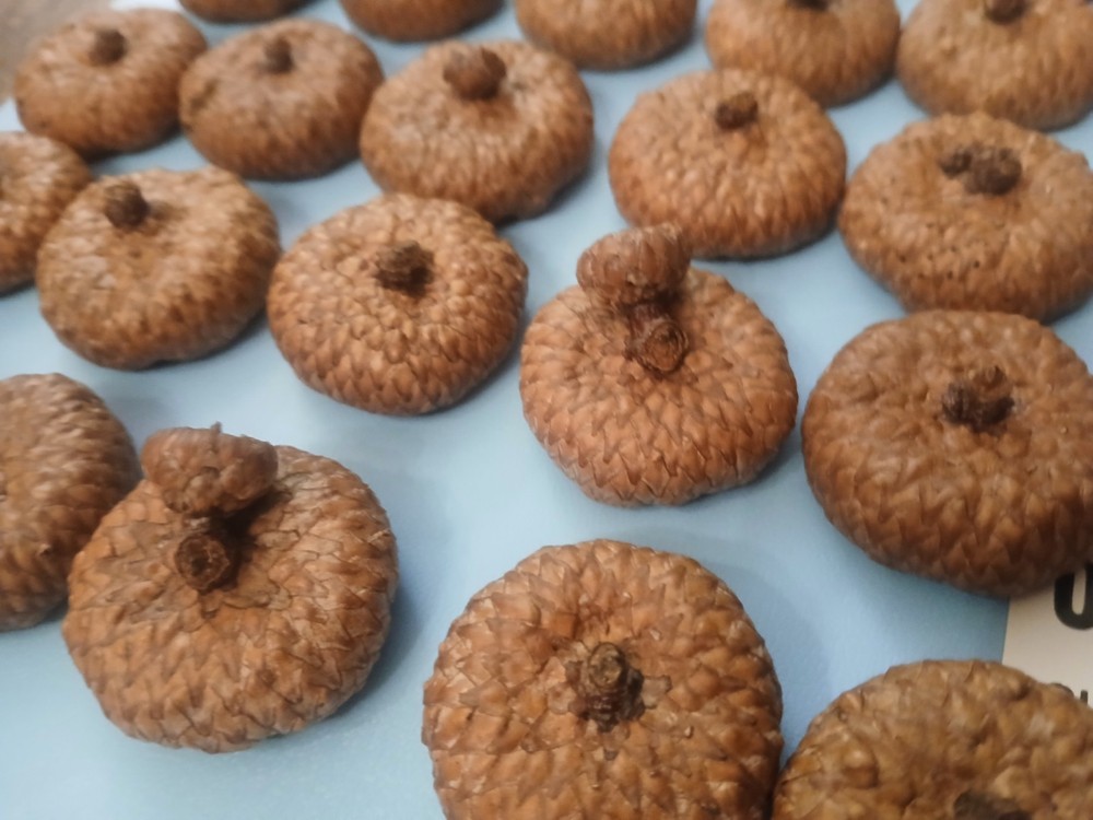 30 Large Midwestern Acorn Caps