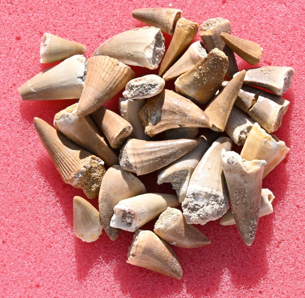 Twenty Five A++ Mosasaur teeth, from Morocco #1