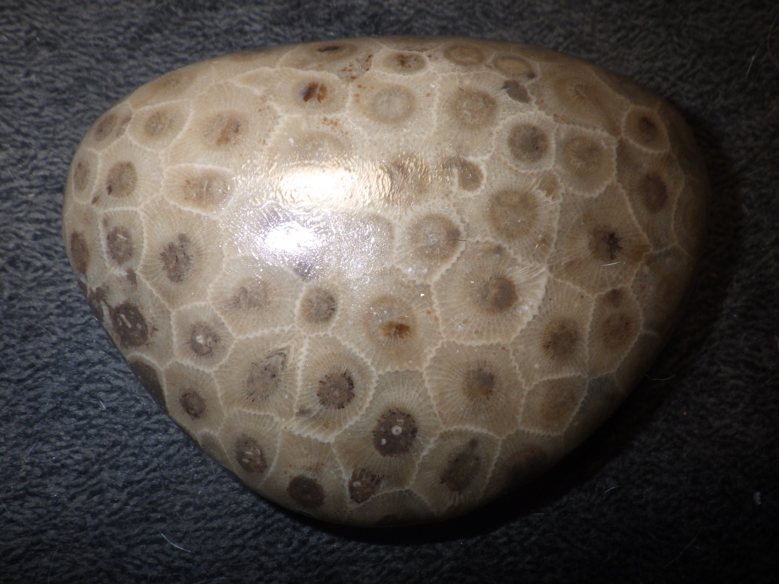 Polished Petoskey Stone 8.7 oz