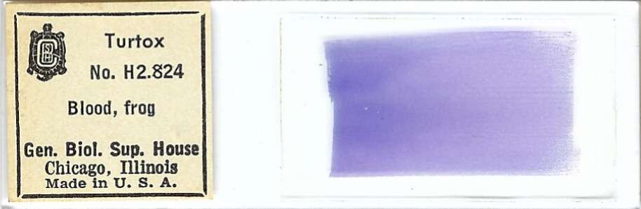 Frog Blood Smear Microscope Slide by Turtox