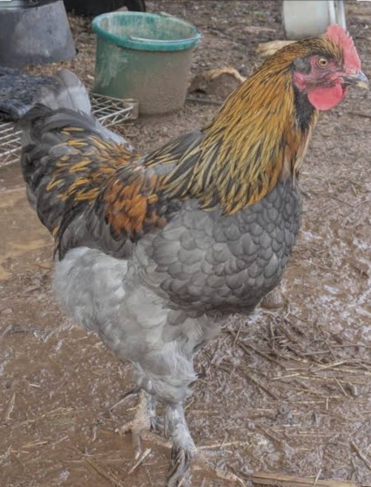 6 BBS Maran Chicken Hatching Eggs