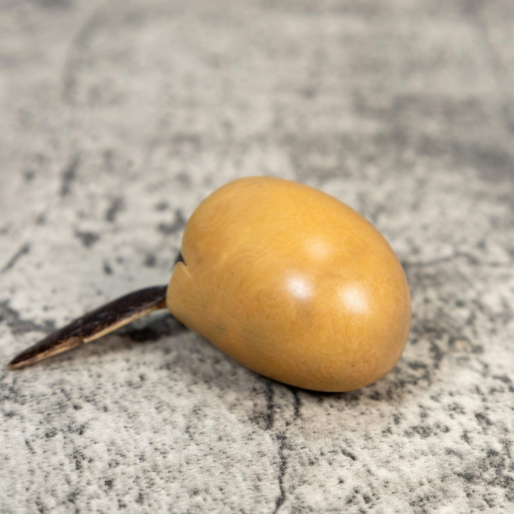 Sea Turtle Emerging From Egg Tagua Carving