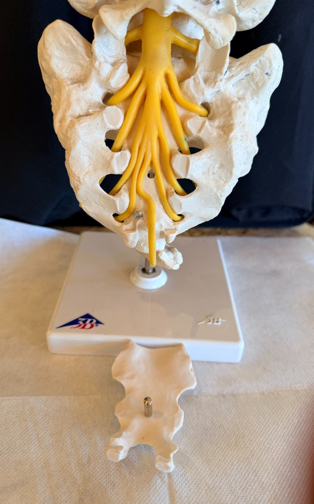 Lumbar Spine Model A74 - 3B Scientific