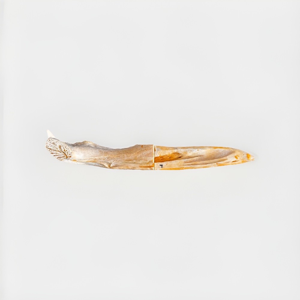 Alligator Jawbone Knife with Tooth REAL Bone