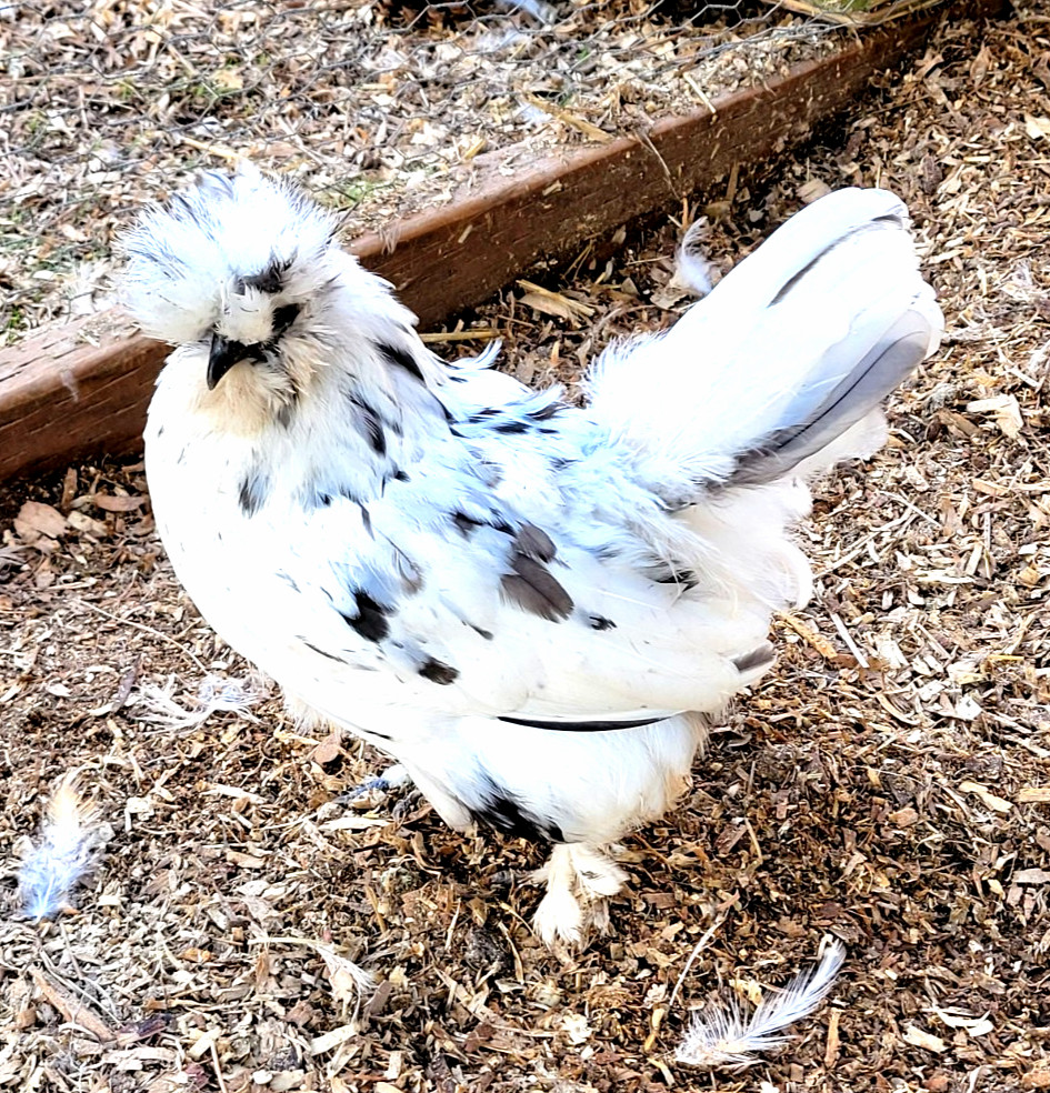 10+ BEAUTIFUL Silkie Hatching Eggs .