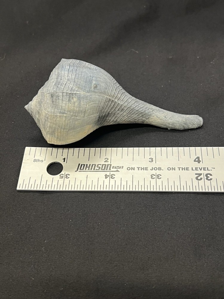 RARE Fossilized WHELK Shell From Central Florida - Pliocene Era.
