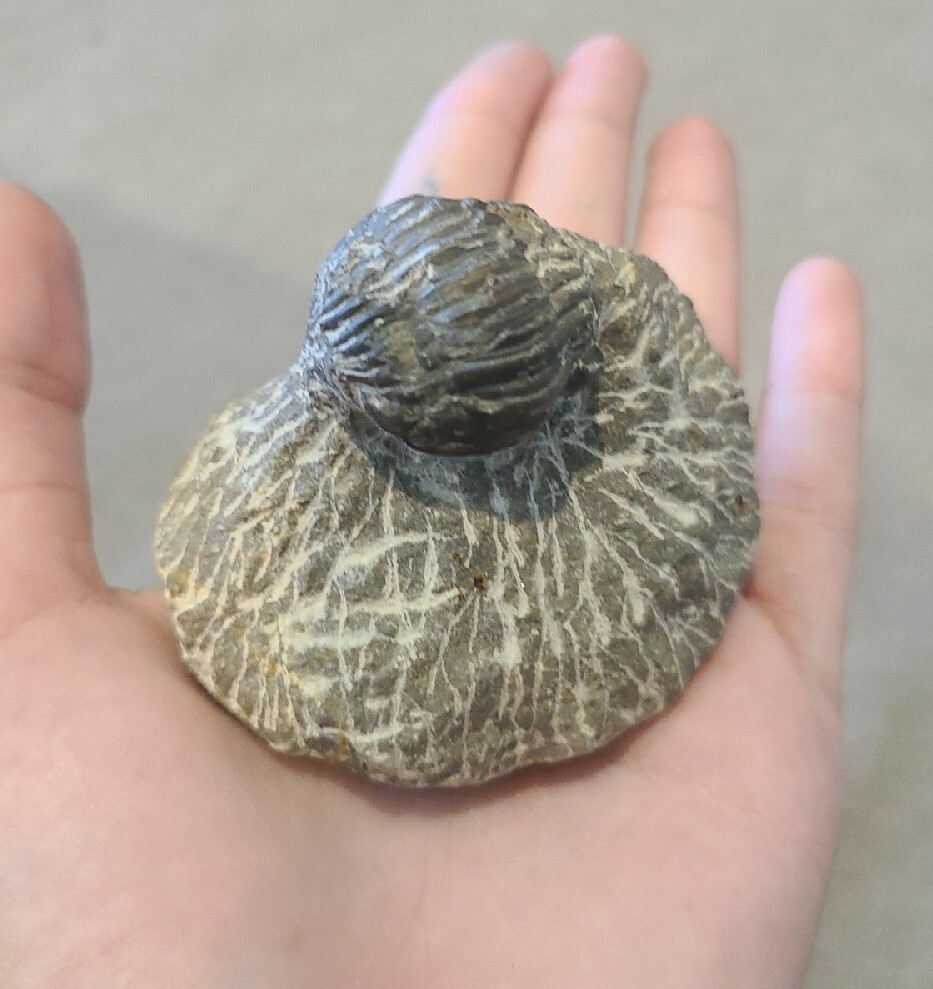 DEVONIAN TRILOBITE SPECIMEN IN MATRIX MORROCO 400 MYO