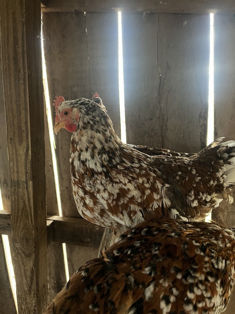 Swedish Flower Hatching Eggs NPIP 6+