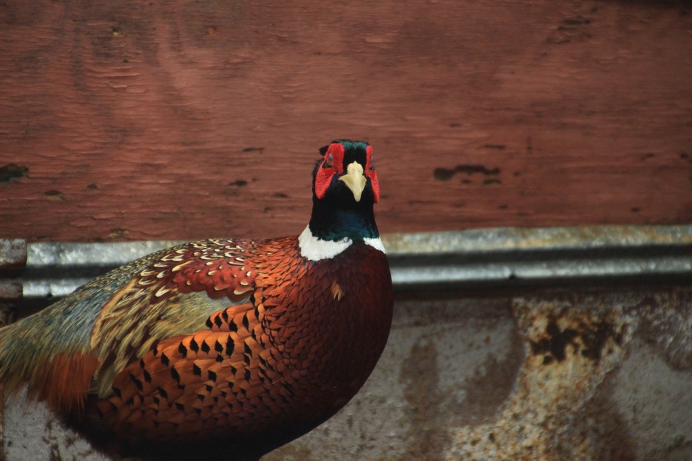 8+ Ringneck Pheasant Hatching Eggs – Fertile Eggs – Ready to Ship