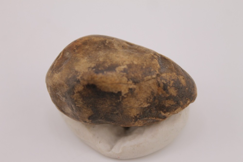 Real Permineralized Reptile Egg Fossil