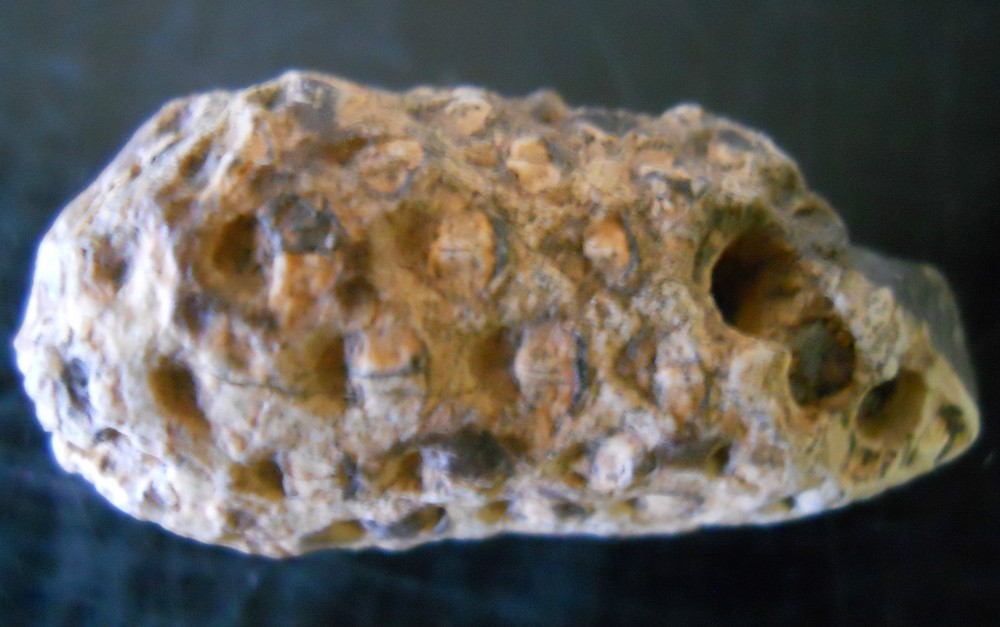 FOSSILIZED PINE CONE AGATE AGATIZED FOSSIL SPECIMEN MORROCAN 5153