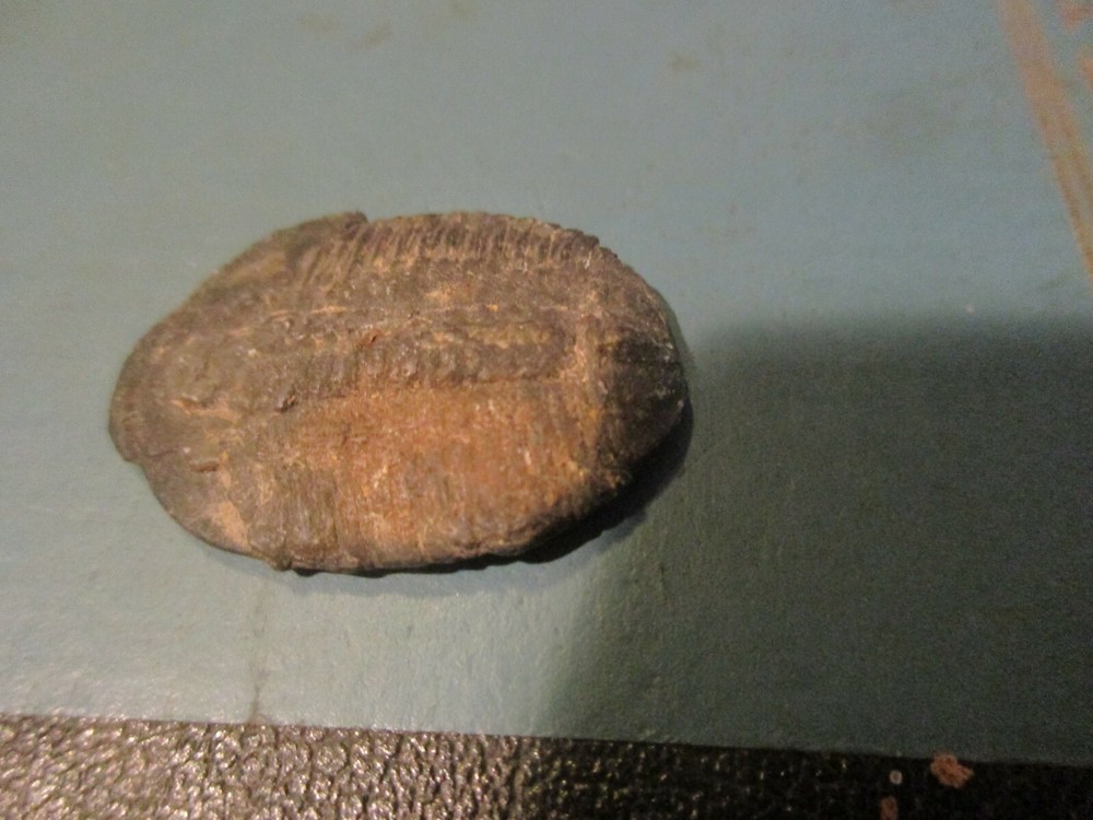 1-1/4" Trilobite Fossil