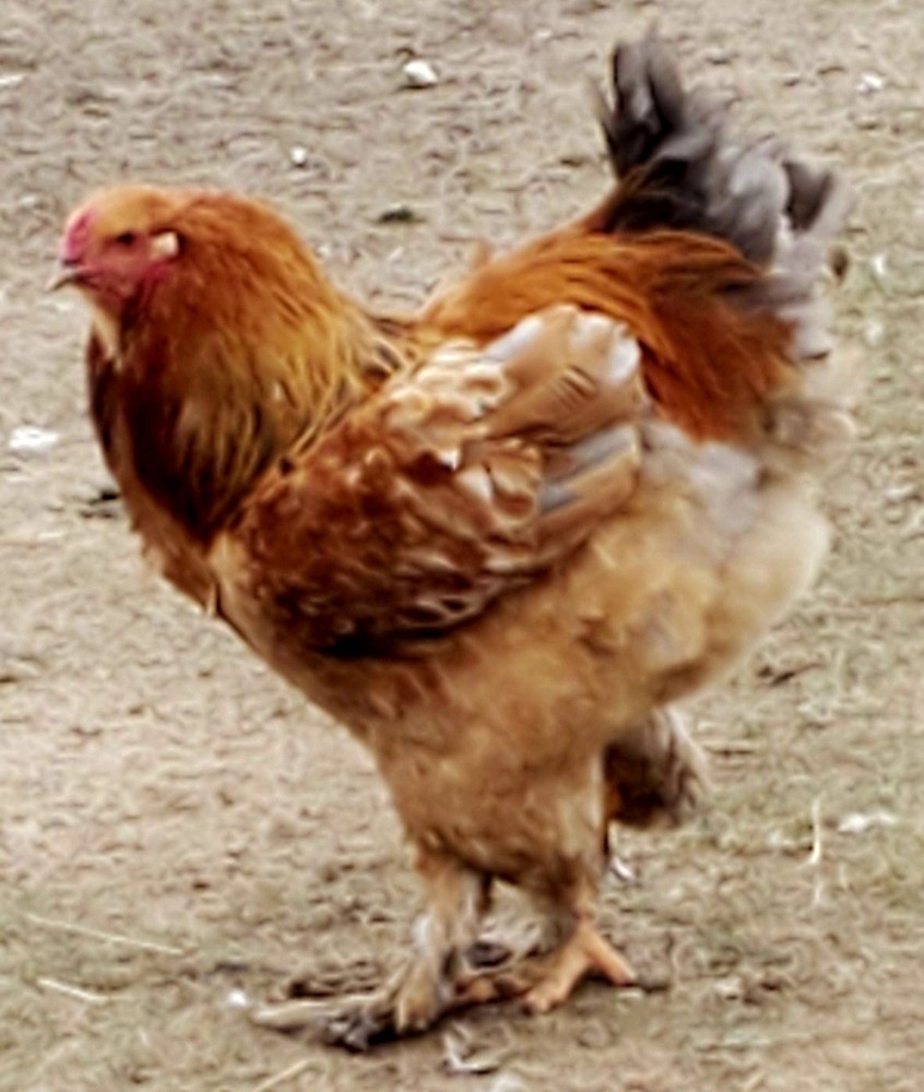 Blue Buff Columbia Brahma Hatching Eggs 8+