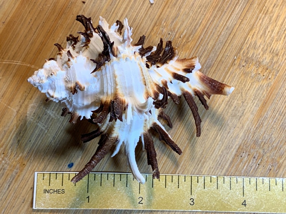 12 Long Spine Endive Murex Seashells Crafts Decor Shells Free Ship!