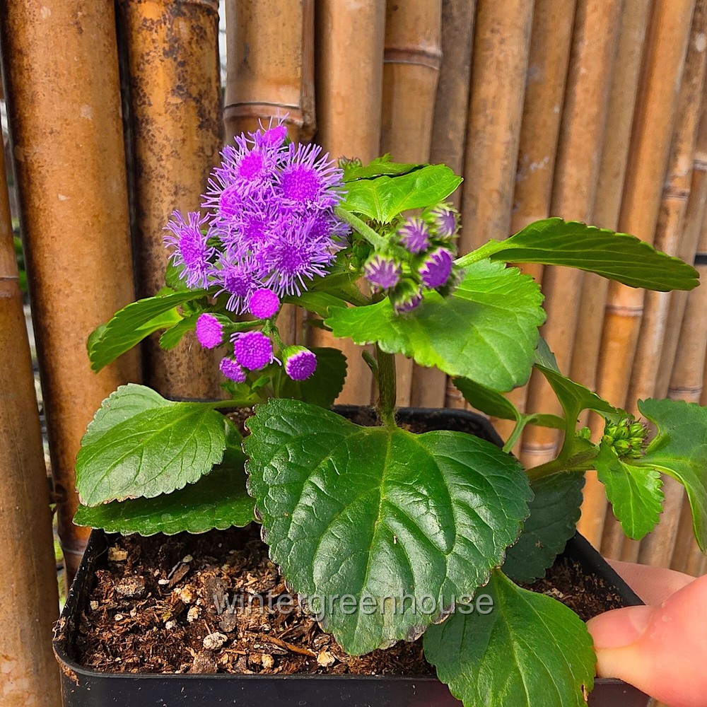 Ageratum, Monarch Magic, Flossflower, Container Size: 4.5"