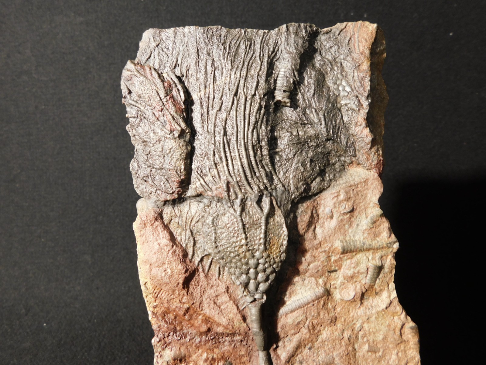 LARGER! 430 Million Year Old! CRINOID Fossil or Sea LILY Fossil Morocco 686gr