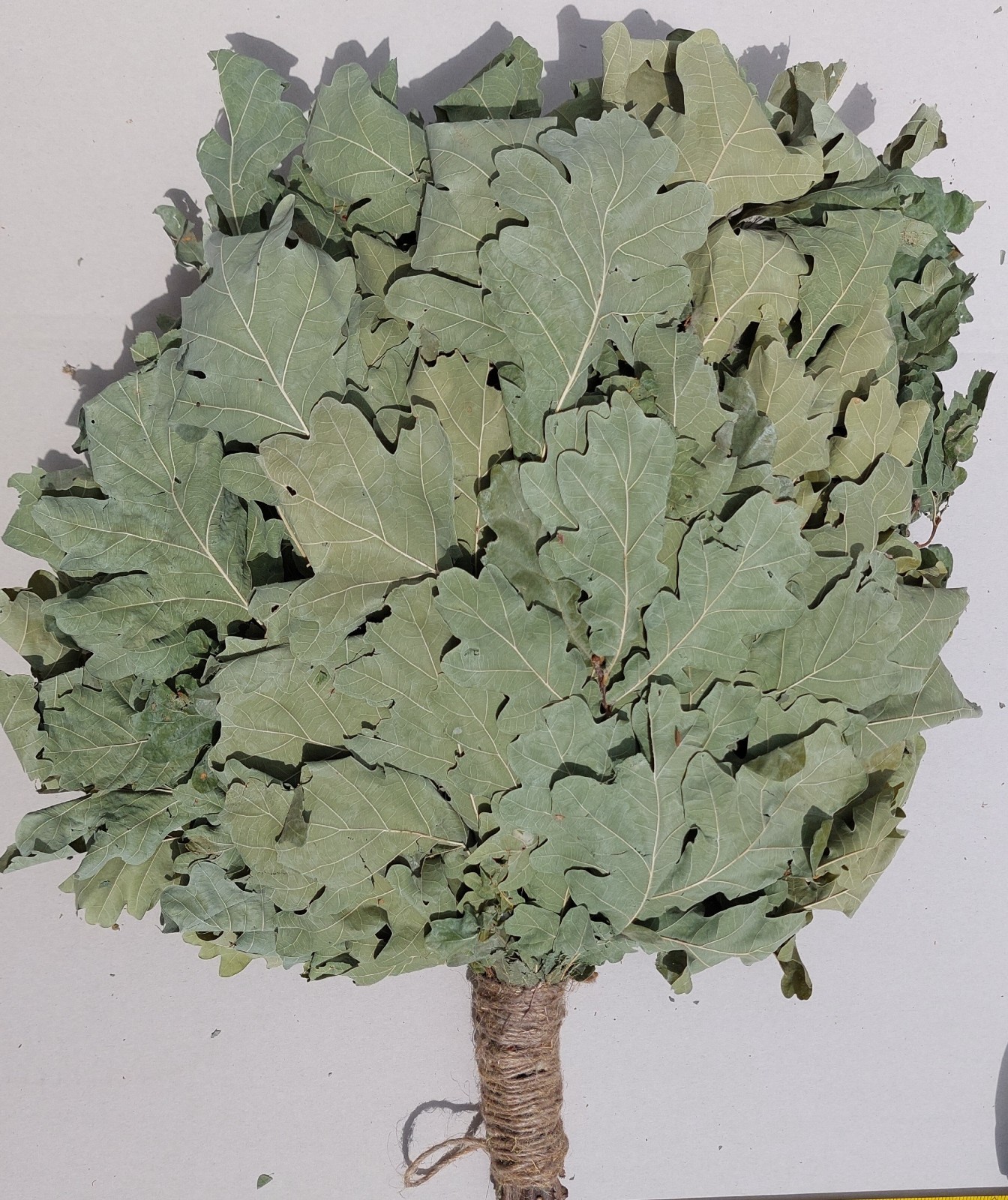 12st Oak brooms+herbs sauna banya venik whisks Eiche eco 2025 Ukrainian free shi