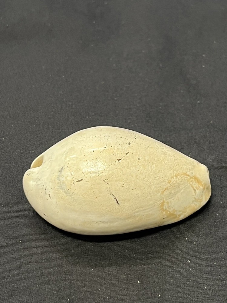 EXTINCT Fossilized COWRIE Shell From Central Florida - Pliocene Era.