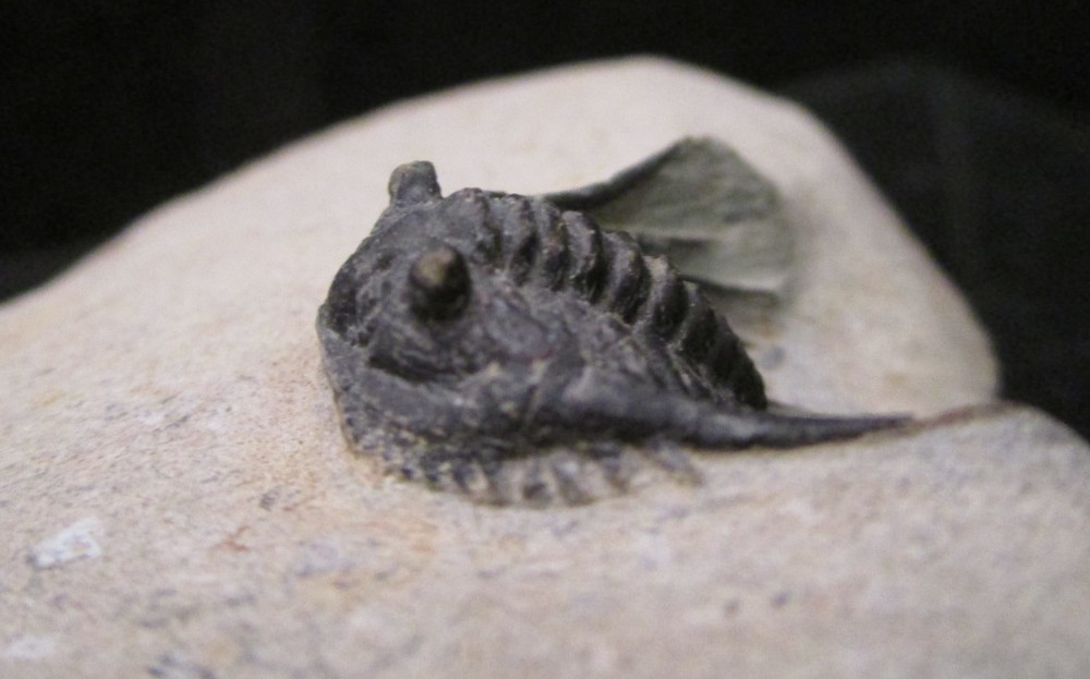 Super Spiny leonaspis Trilobite fossil From the Devonian of Morocco