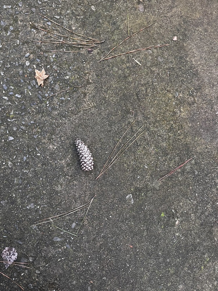 literally just a pinecone