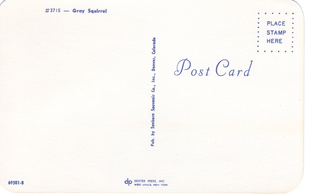 GRAY SQUIRREL - PC3995