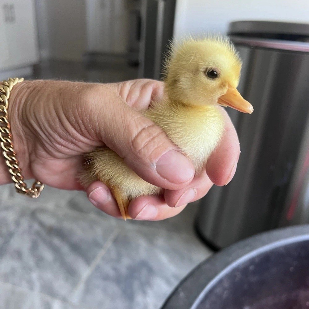 12 Fertilize Ducks Eggs