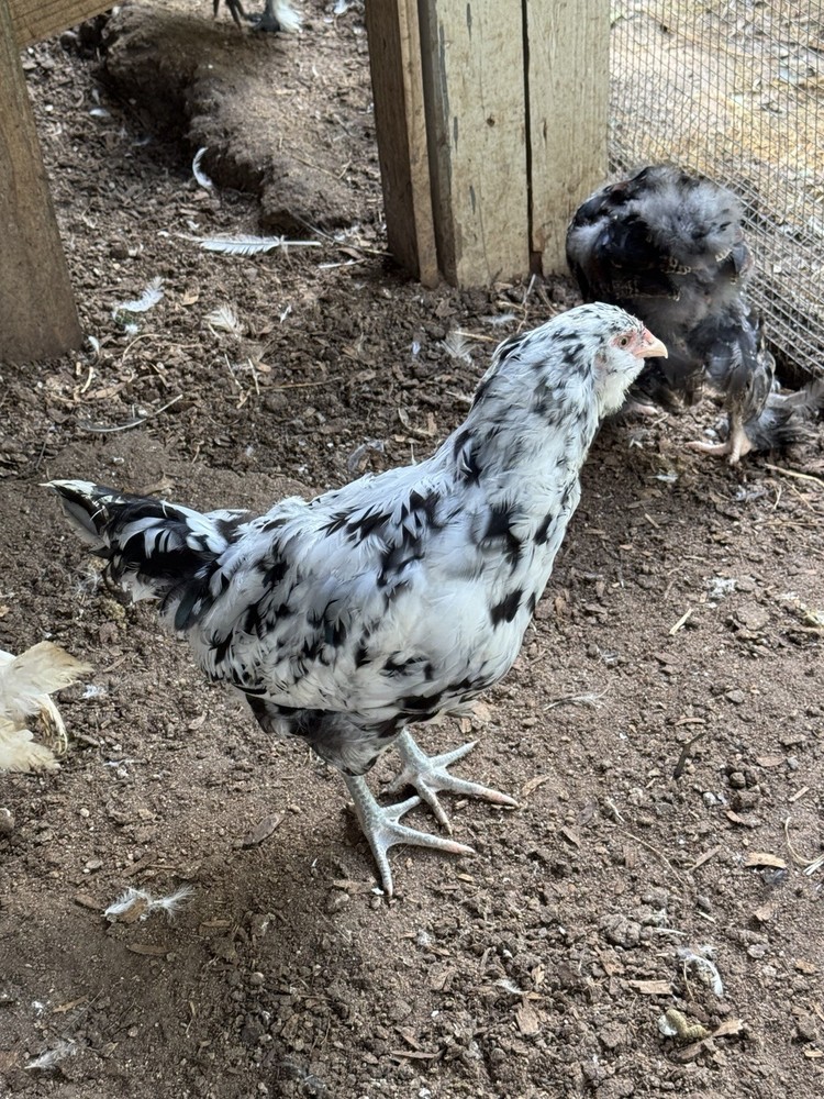 6+ Ermine ameraucana hatching Eggs