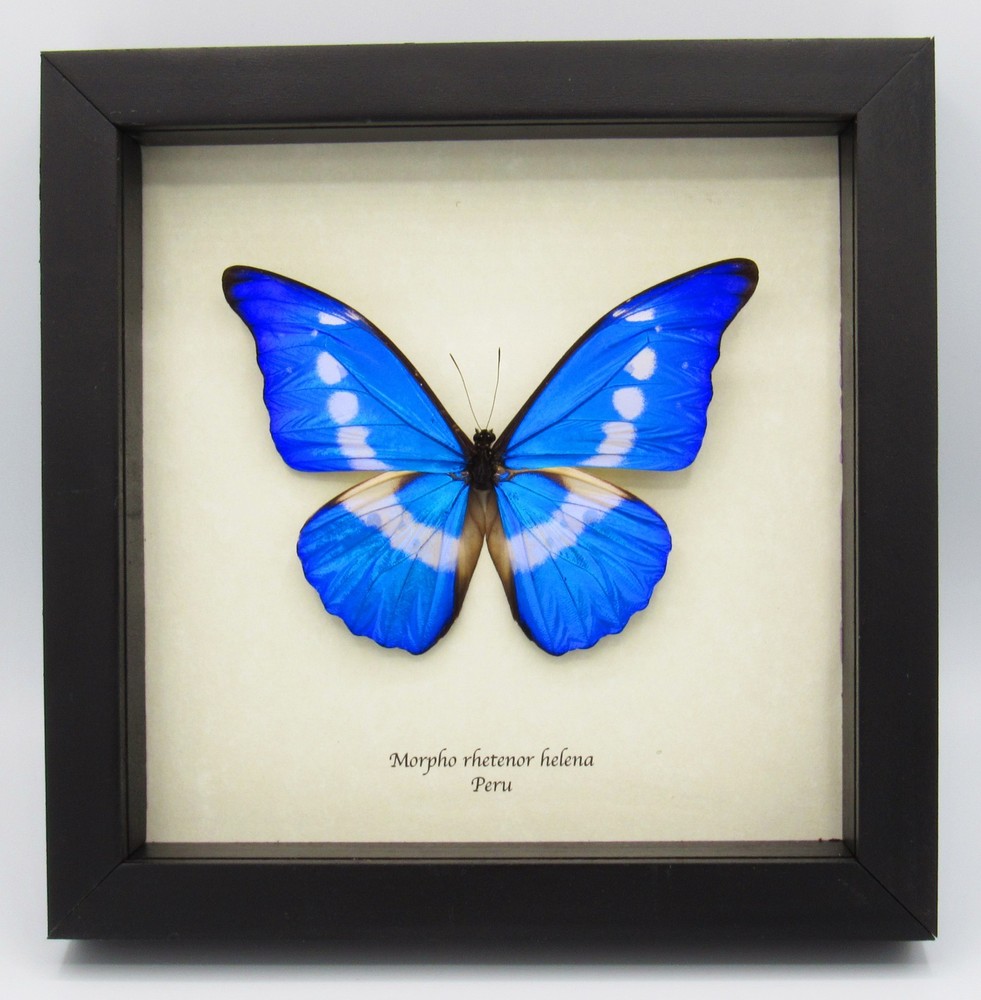 Real mounted butterfly - Sephisa chandra - A1
