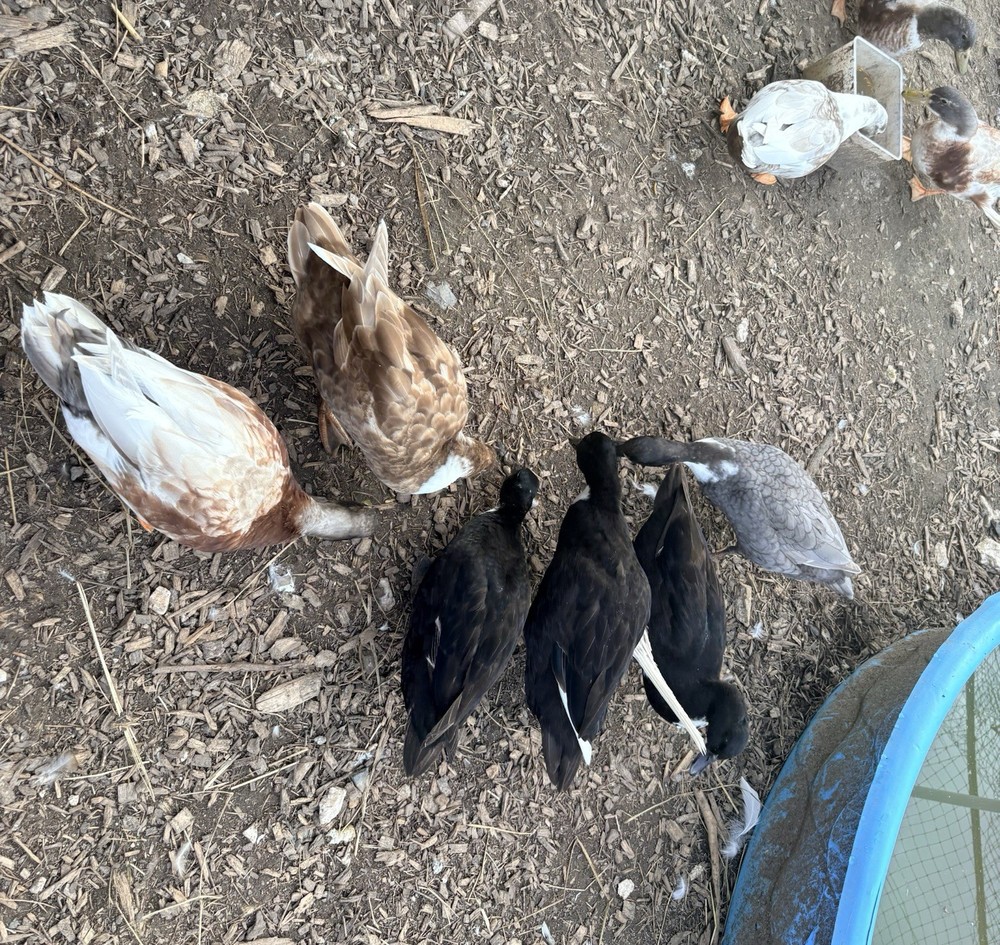 8+2 Call duck hatching eggs