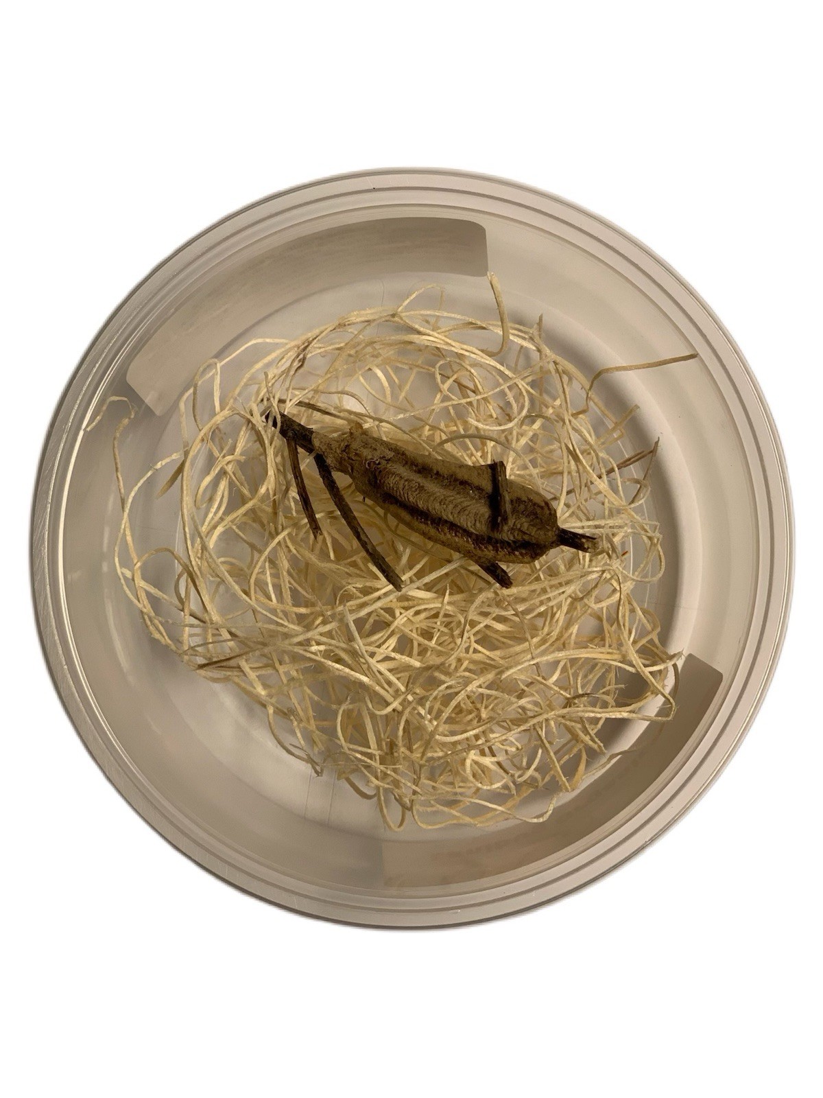 1 Carolina Praying Mantis Egg Case