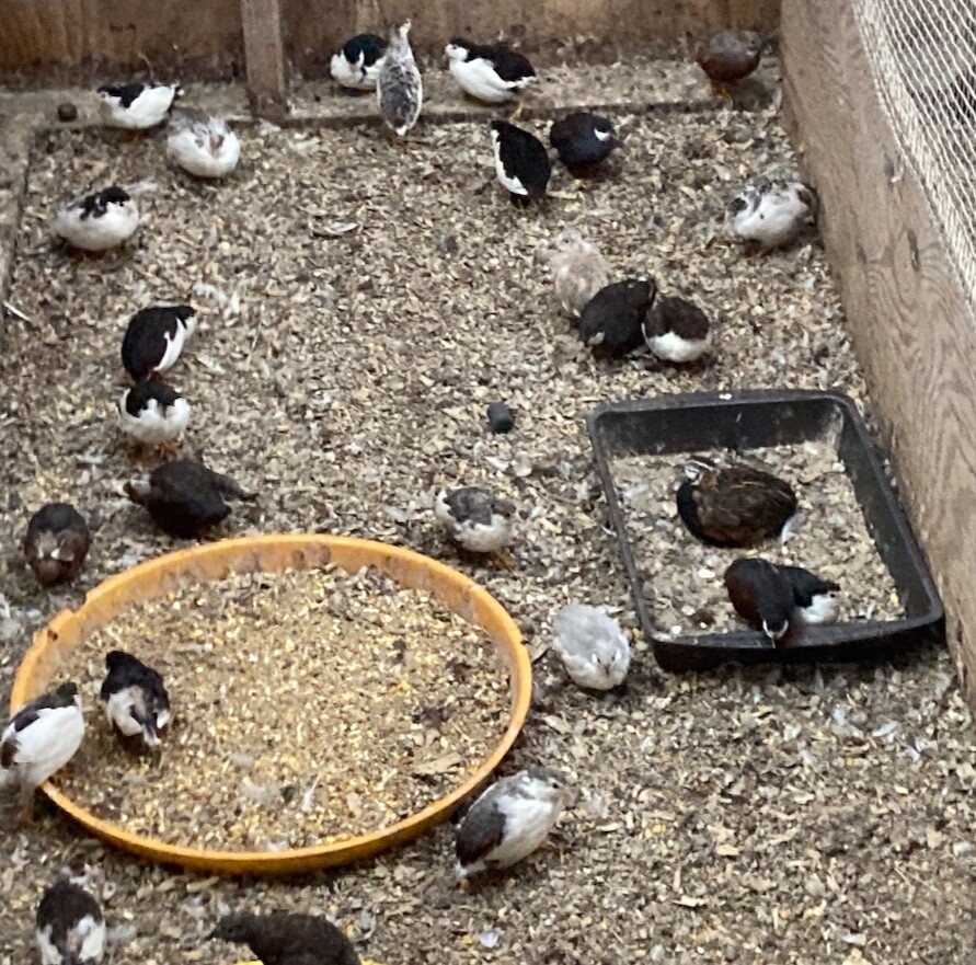 20 BLue Face Only BUTTON QUAIL EGGS These ship USPS PRIORITY READ ALL