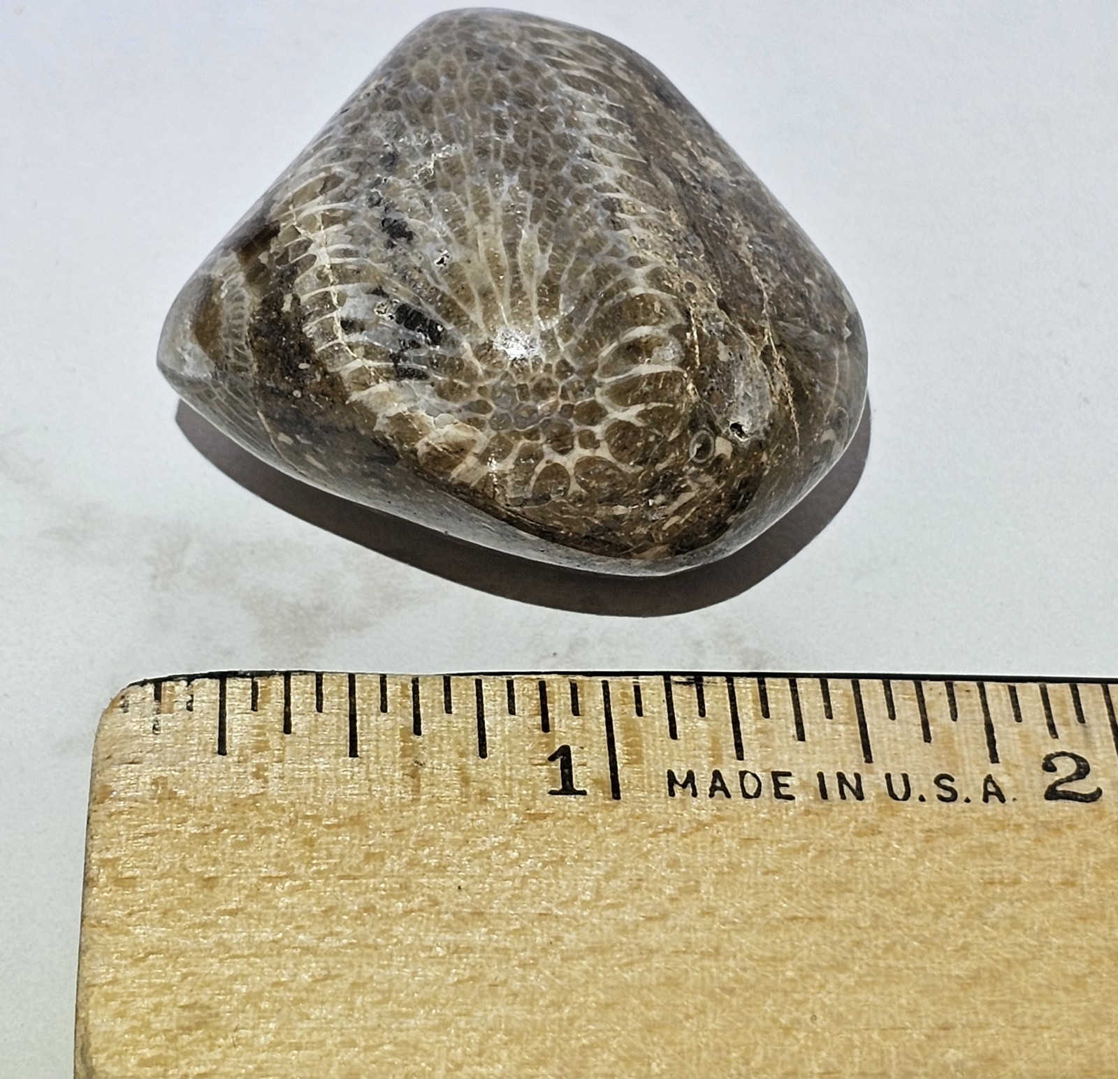 Michigan Horn Coral Agatized 1.5" 1.3 Oz. Fast Shipping Very Unique