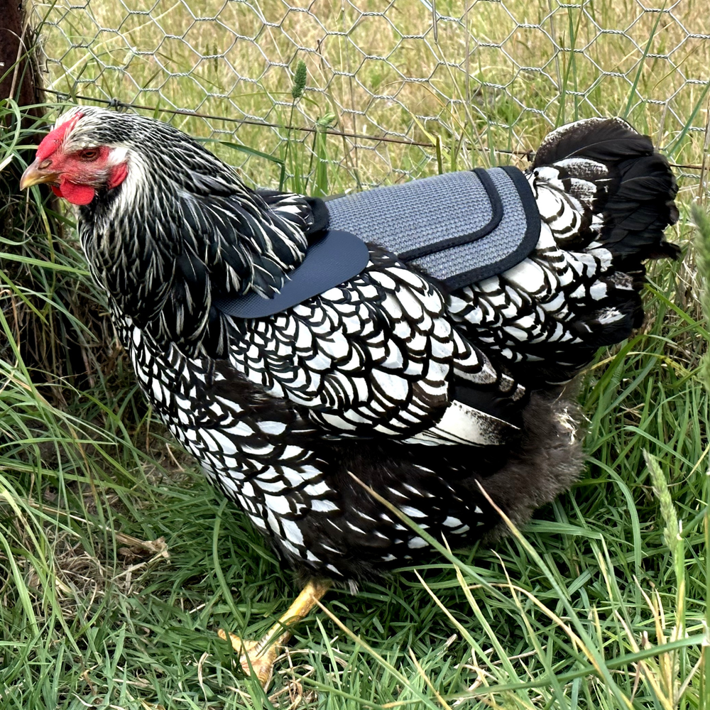 OFFICIAL DOWN UNDER OUTDOORS Medium-Large Chicken Saddle with Shoulder Covers