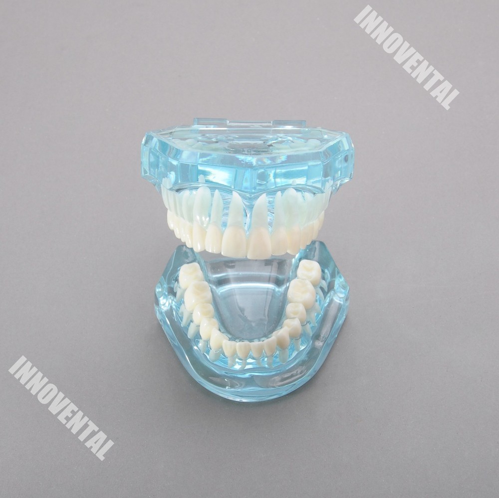 Dental Model #7001 01 - General Clear Dental Model