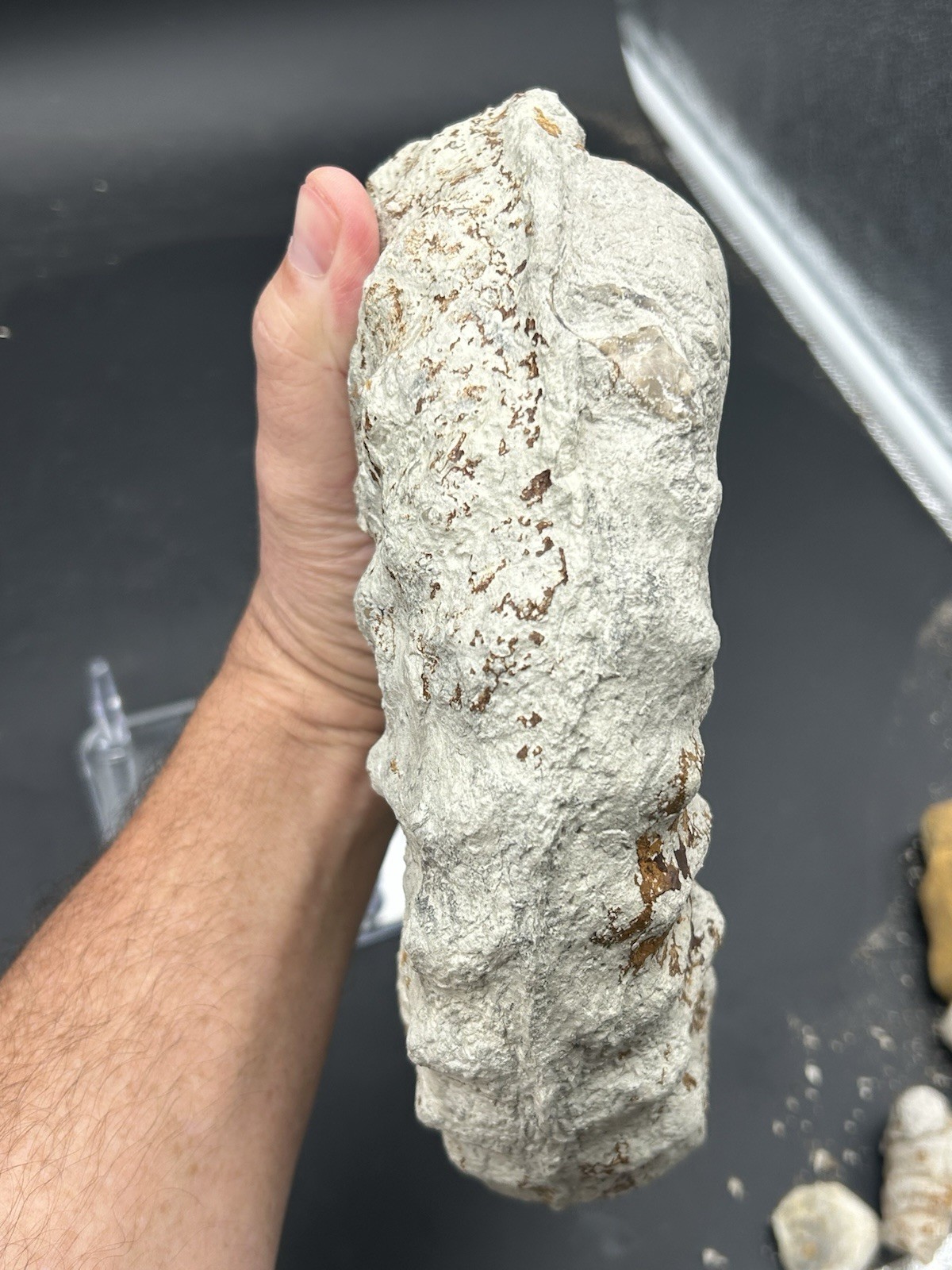 NICE 9.5” Dinosaur Age Mortoniceras Sp. Texas Fossil Ammonite! Both Sides Great!