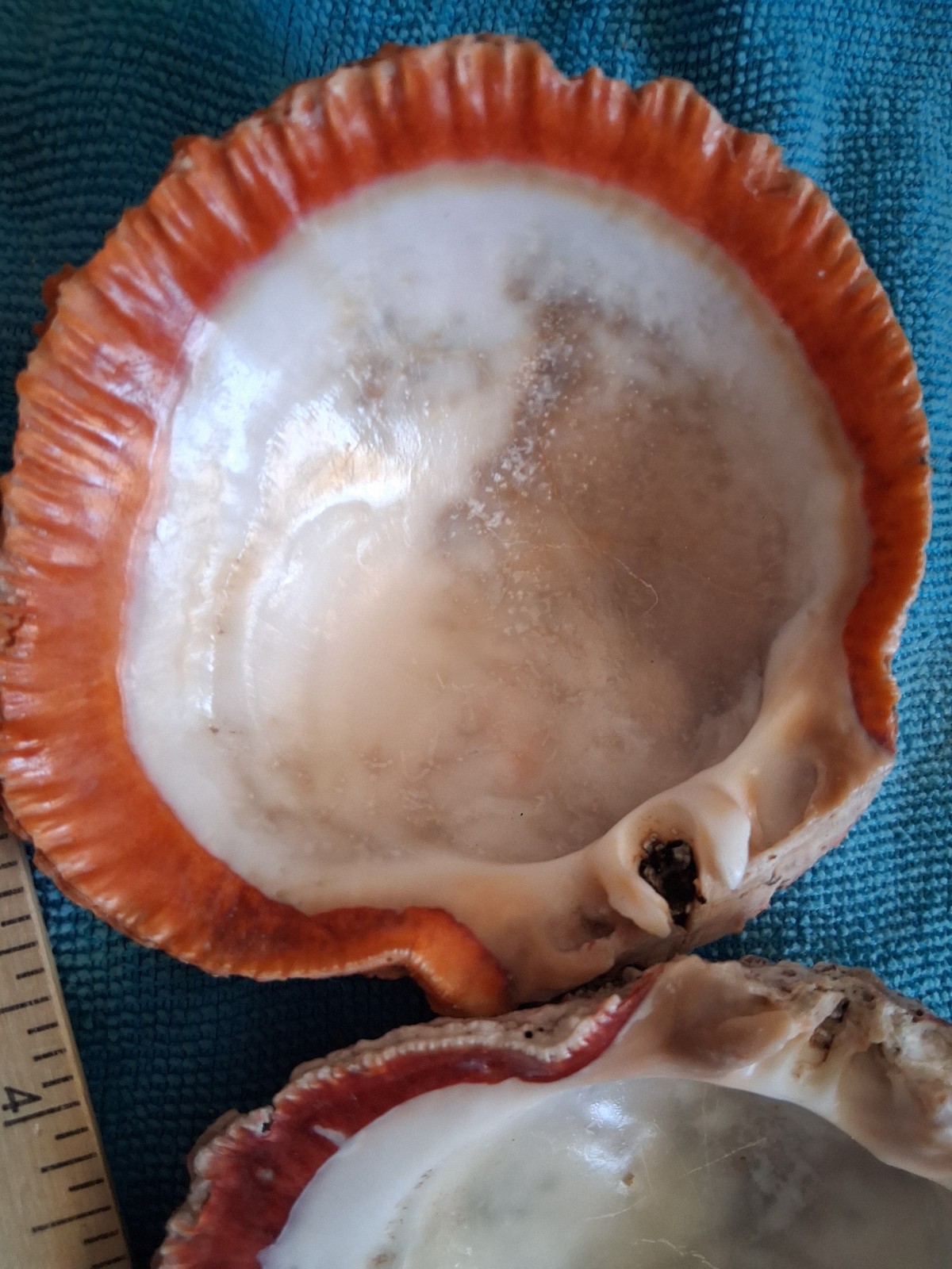 Spiny Oyster Two Half Shells 1 Incredible Orange 1 Amazing Red Approx 4 Inches