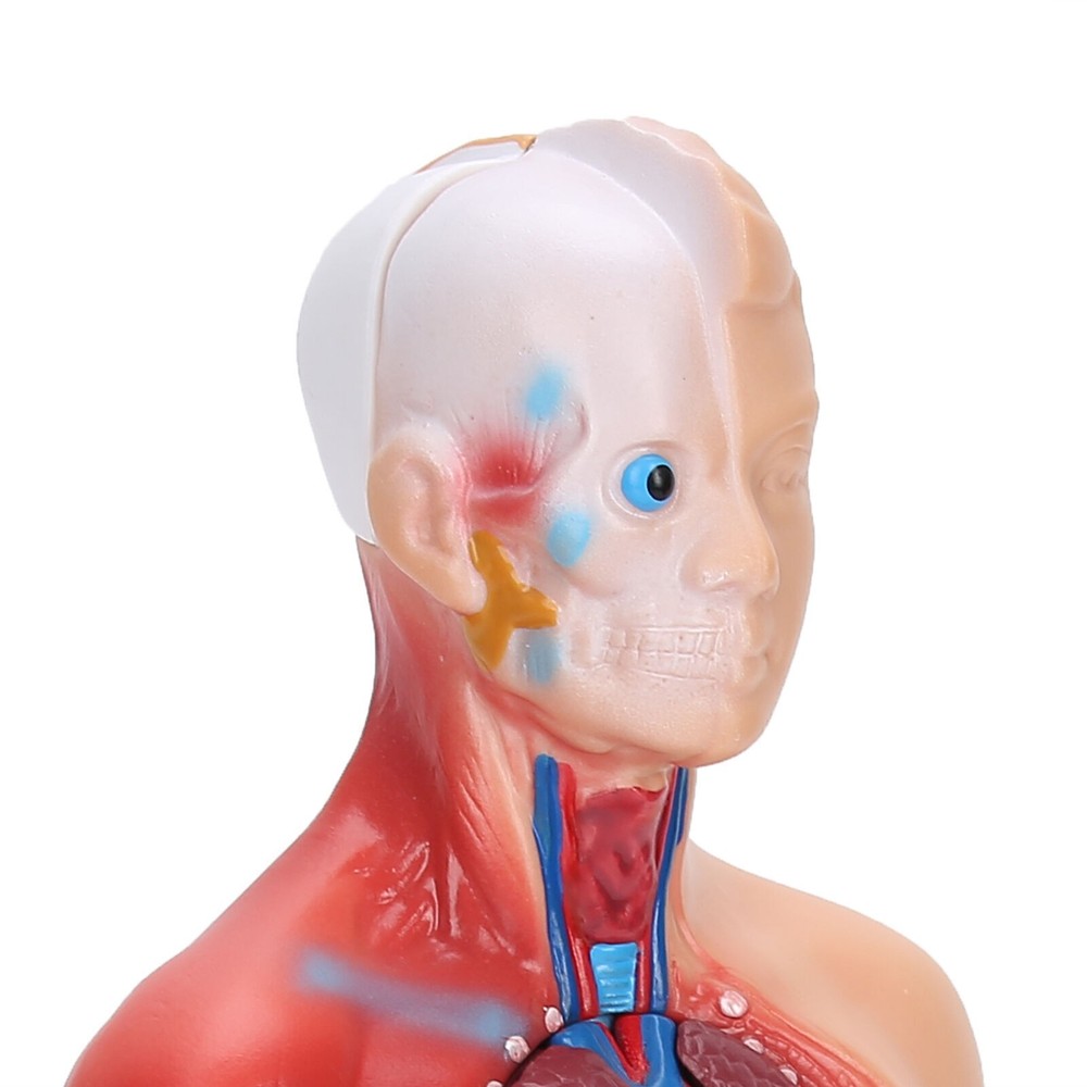 28cm Human Torso Model Detachable Internal Organs Teaching Anatomical Assembly