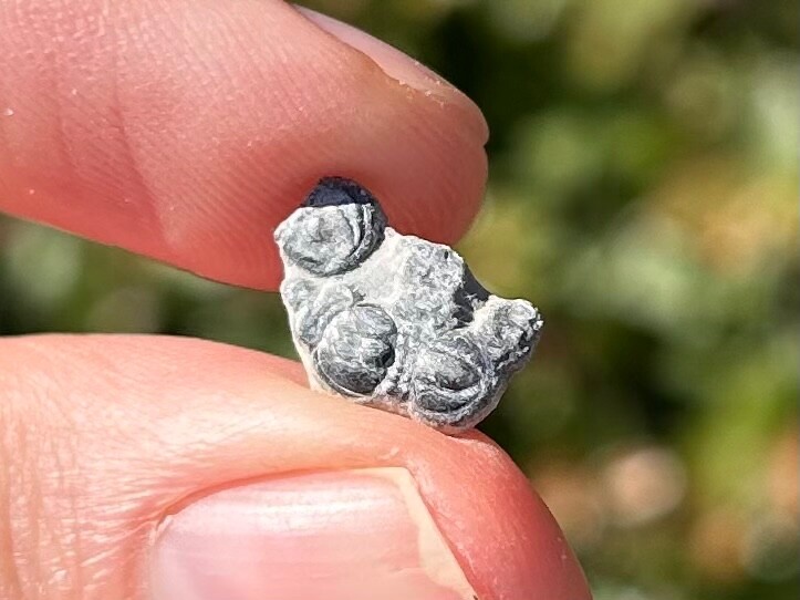 Fossil Trilobite Peronopsis interstrictus Utah Cambrian Age Bug