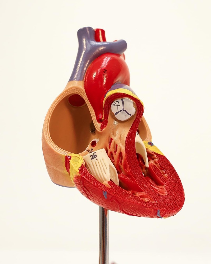 Lifelike Human Heart Model - Educational Kit